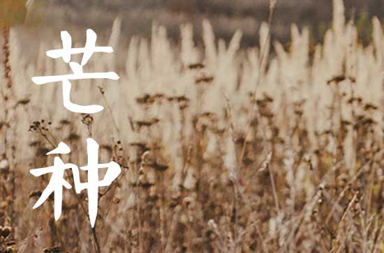 2024芒种是几月几号 2024年芒种时间 