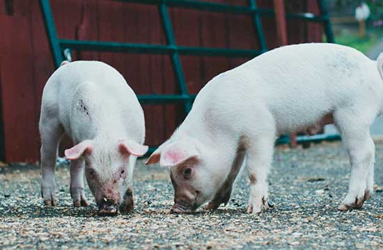 属猪人2024运势及运程完整版    属猪2024年运势及每月运程详解