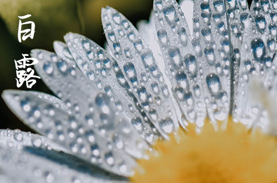 2024年白露几月几日 2024年9月7日白露修造适合吗