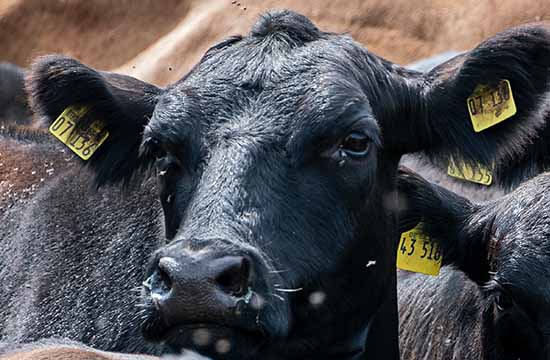 2024生肖属牛的命苦时辰   戌丑酉时