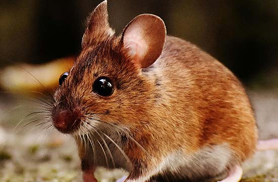 1996年属鼠人姻缘方向2024 属鼠人姻缘运势 1996年属鼠人姻缘方向2024 属鼠人姻缘运势