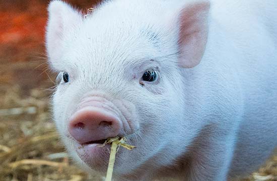 1983属猪人五行属什么2024   1983属猪人命里带二婚