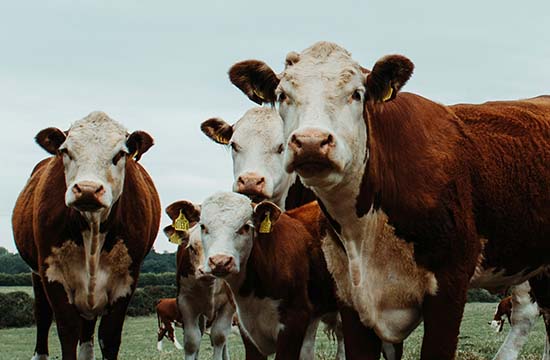 21年属牛的2025年运势和财运怎么样 21年属牛人2025年运势及运程每月运程