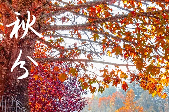 2024年秋分竖蛋是生鸡蛋还是熟鸡蛋