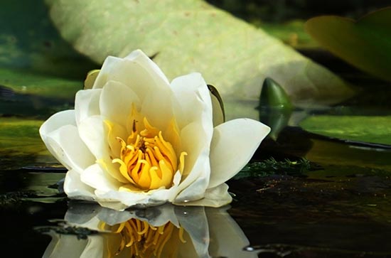 2023年哪天是三伏天的第一天