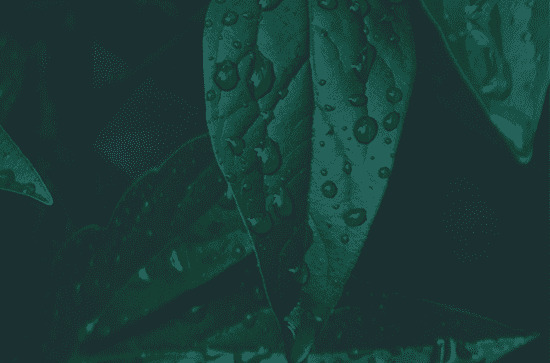 谷雨和雨水是一个节气吗 谷雨和雨水不是同一个节气