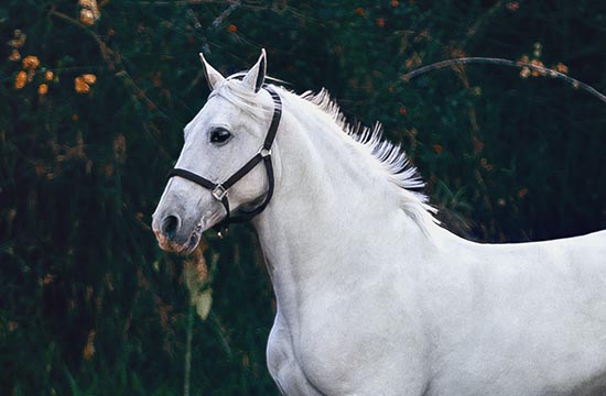 2024年属马翻身之年   2024年属马的人会翻身吗