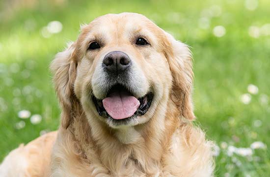 2024年狗几月开始转运 属狗的今年什么时候运气最好 2024年狗几月开始转运 属狗的今年什么时候运气最好