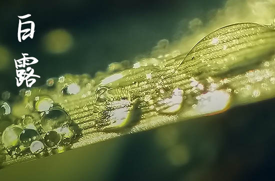 白露节气是几月几号2024 白露前出生还是白露后出生好