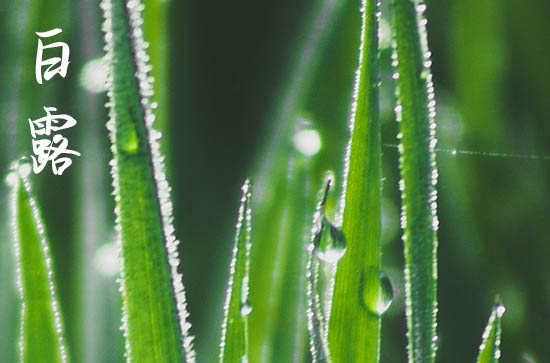 2024年白露是几点几分几秒 2024年白露可以剖腹产吗