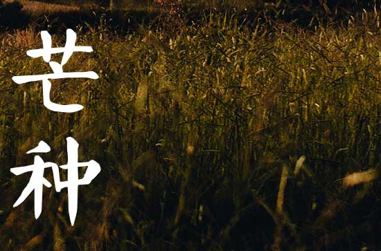 2024年芒种节的风俗吃什么