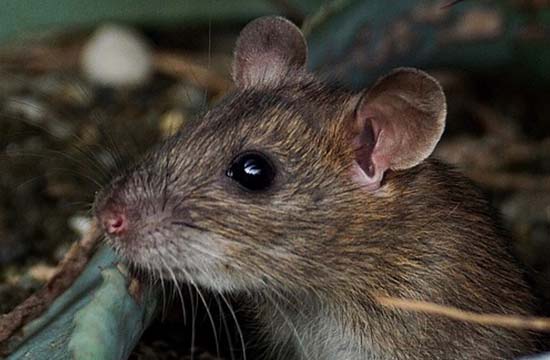 2024年几月鼠最有福气