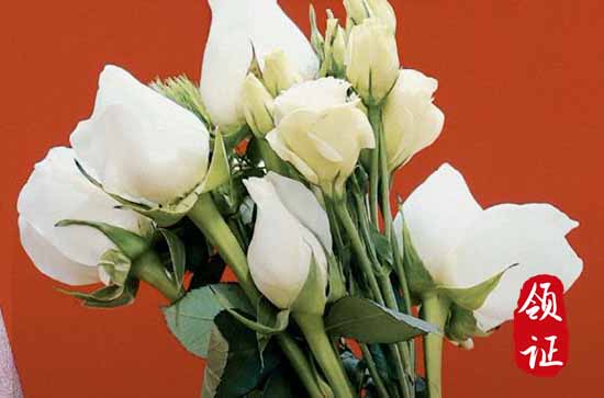 2023年十二月一日适合结婚登记吗 今日宜结婚登记吗