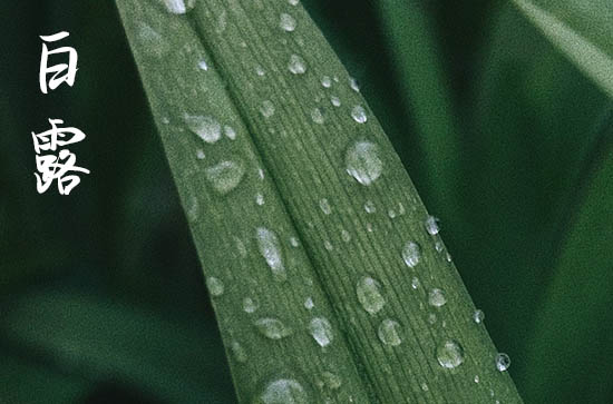 白露是2024的几月几日 2024年白露适合升学宴吗