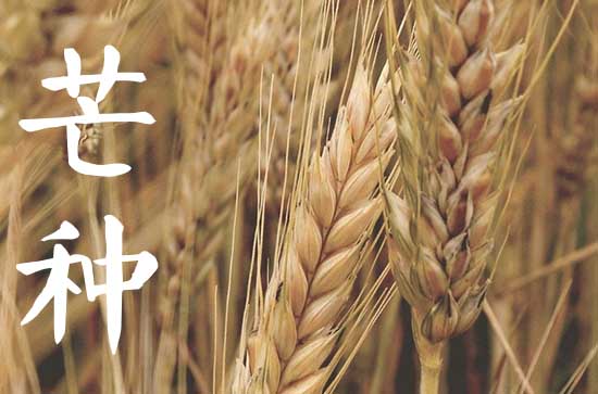 芒种节气的风俗是什么?