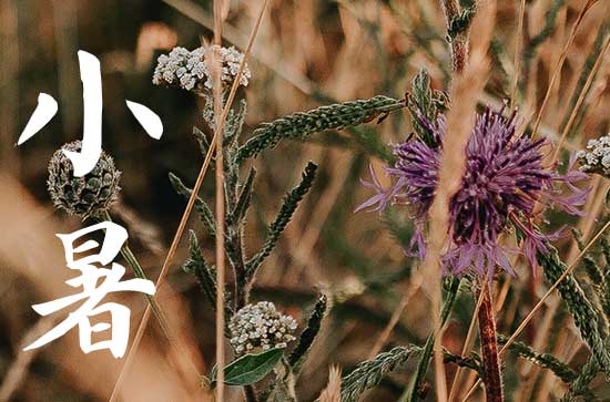 小暑是几月几号2024年 2024年小暑是买鸡的好日子吗