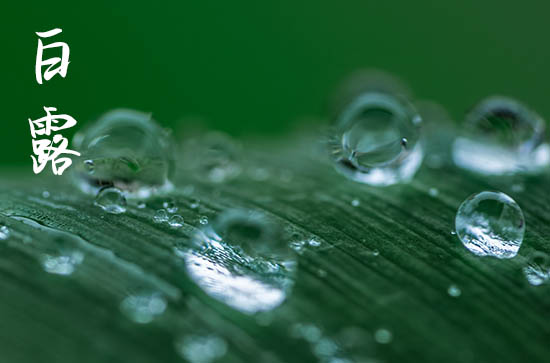 2024年白露是具体哪一天 2024年白露养猪吉利吗