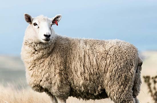 91年属羊人注定的婚姻2024   91年属羊必二婚