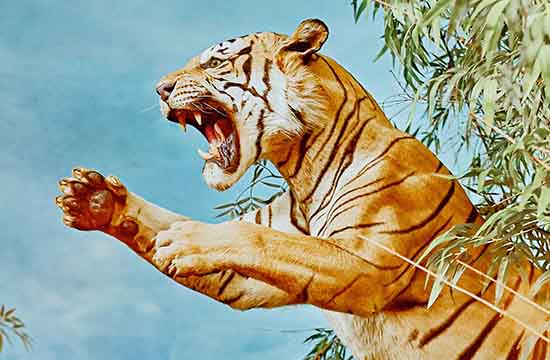 86年虎女一生婚姻状况财运2024   86年属虎女婚后婚姻财运状况