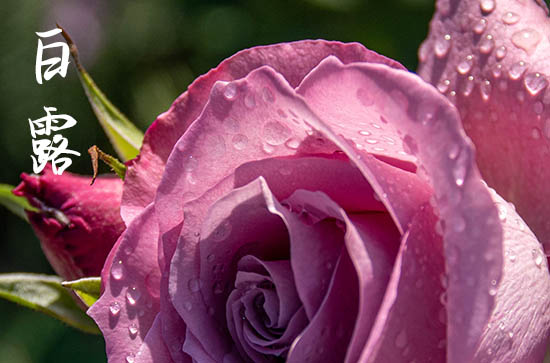 2024年白露农历时间 2024年9月7日白露当天安门好吗 2024年白露农历时间 2024年9月7日白露当天安门好吗