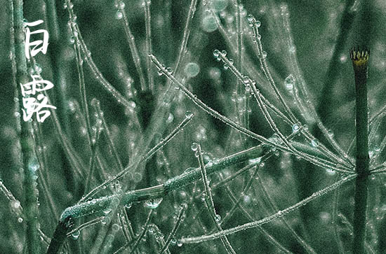 2024年白露是多少号 2024白露开仓好吗