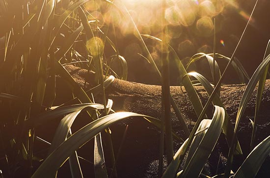 三伏天最热的是哪一伏   三伏分天怎么养生