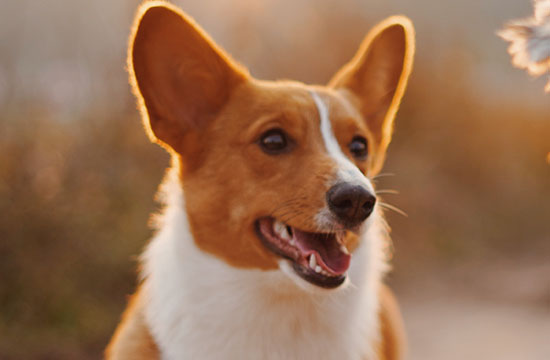 2025属狗教牛马吉日查询 2025年属狗教牛马最好的吉日