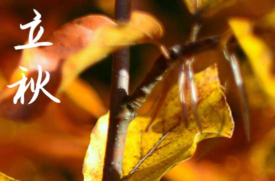 立秋谚语品味 立秋节气的经典谚语大全 立秋谚语品味 立秋节气的经典谚语大全