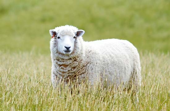 属羊最佳训牛吉日2025年 2025年属羊训牛吉日一览表 属羊最佳训牛吉日2025年 2025年属羊训牛吉日一览表