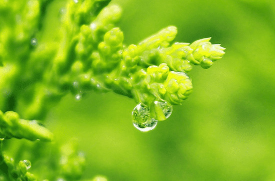 2024年谷雨时间是什么时候 2024谷雨那天种盆栽好不好