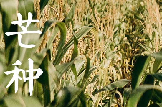 南方芒种节可以种哪些水果 芒种的习俗