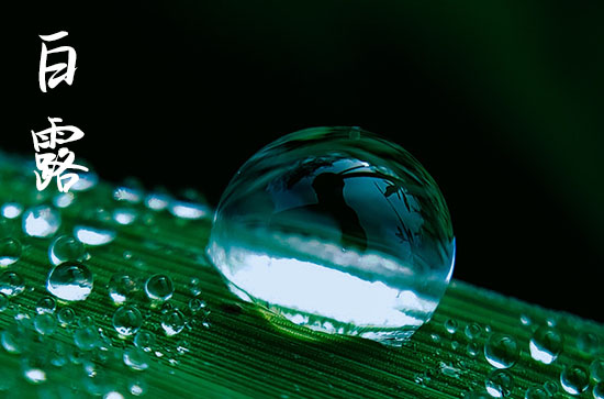 白露的气候特征是什么 白露为什么要吃鸡