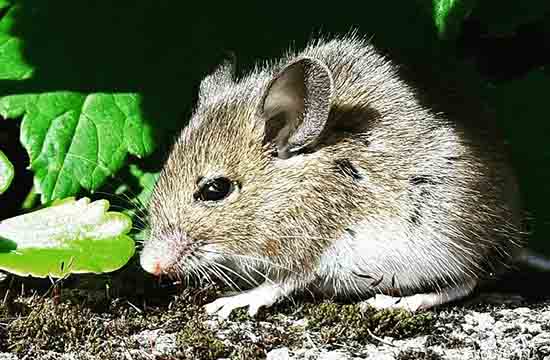 属鼠2024年的四大预兆   会发生什么事