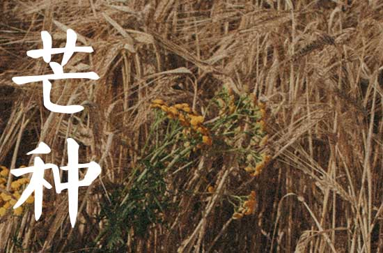 芒种季节种什么农作物 芒种种什么庄稼 