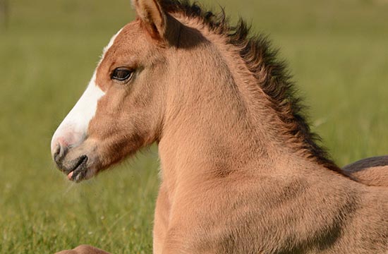 2024属马香炉安放吉日查询 2024年属马最佳香炉安放吉日一览