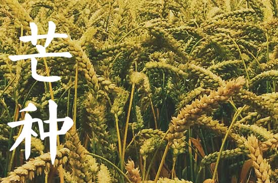 芒种节气有什么讲究    芒种节气的忌讳