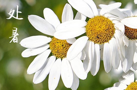 2024年处暑是什么时候 2024处暑当天可以扫舍吗