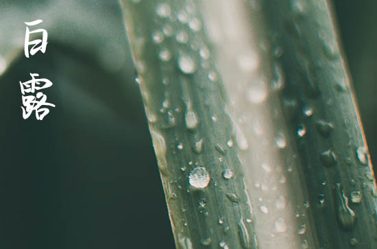 白露2024年是几月几日星期几 今天日子好不好