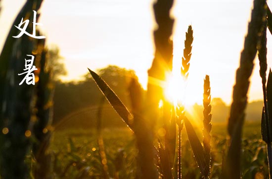 2024年处暑是什么时候时间 2024年处暑捕捉可以吗
