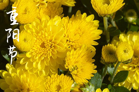 重阳节习俗之插菊 插戴菊花的做法从什么时候开始