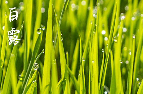 白露是2024的几月几日 2024年9月7日白露办嫁娶适合吗