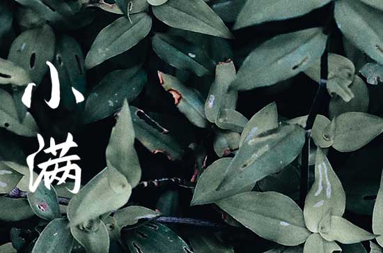 今年小满是几月几日几点 小满传统习俗有哪些 今年小满是几月几日几点 小满传统习俗有哪些