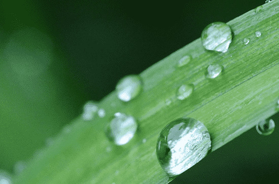 谷雨是插秧的时候吗