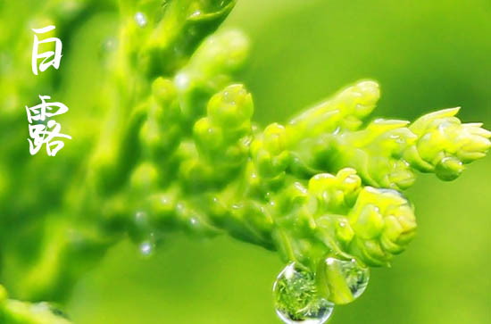 2024年白露是什么时候 2024年白露弄塑绘好不好