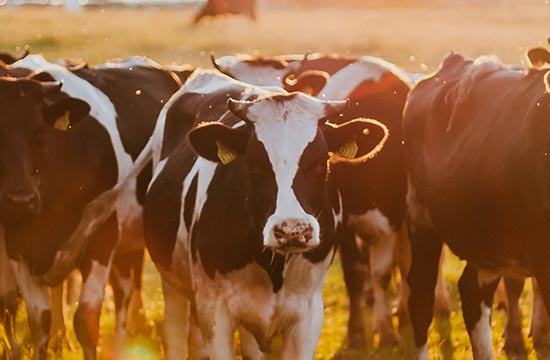 2025年属牛登记结婚证黄道吉日一览 2025整年属牛登记结婚证最佳吉日