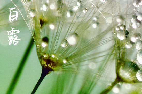 白露是什么季节 2024年白露下雨预示着什么