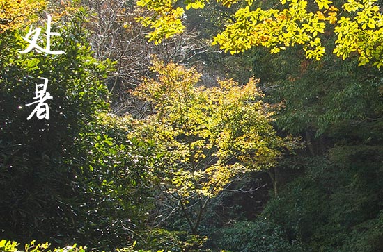 2024年处暑是具体哪一天 2024年8月22日处暑当天教牛马好吗