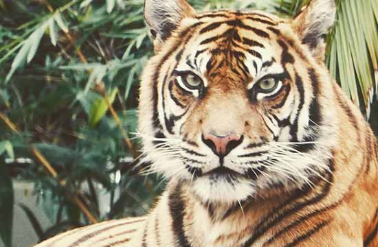 98年的虎配什么属相最好2024   虎猪六合最相配