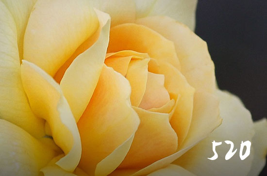 520网络情人节浪漫文案说说（100句）