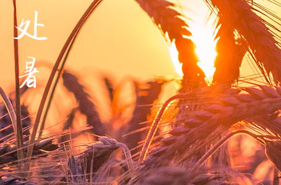 2024年处暑是具体哪一天 2024年8月22日处暑这天宜进货吗